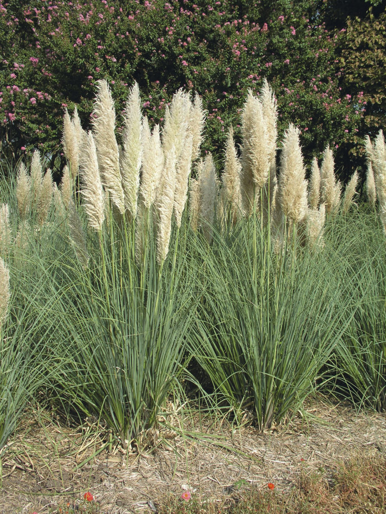 Cortaderia selloana ‘Pumila’ Decograsses