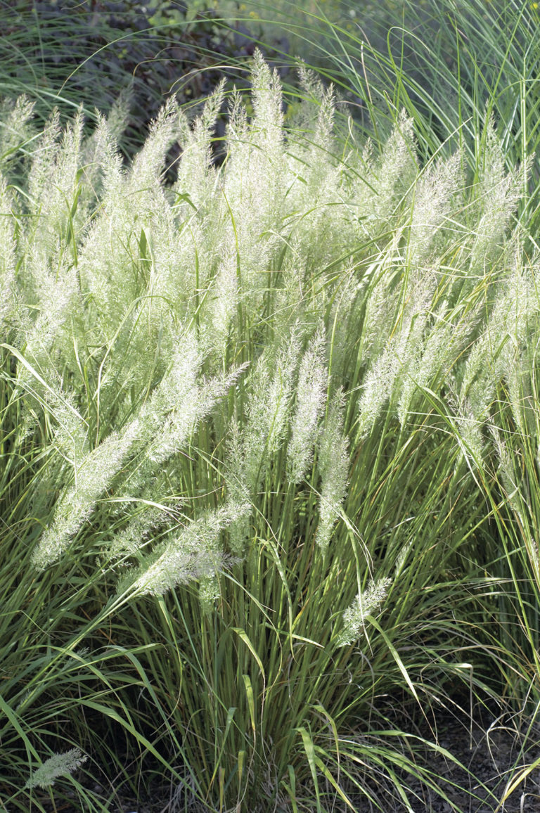 Вейник фото. Вейник коротковолосистый. Вейник коротковолосистый (Calamagrostis arundinacea). Вереск коротковолосистый. Вейник brachytricha.