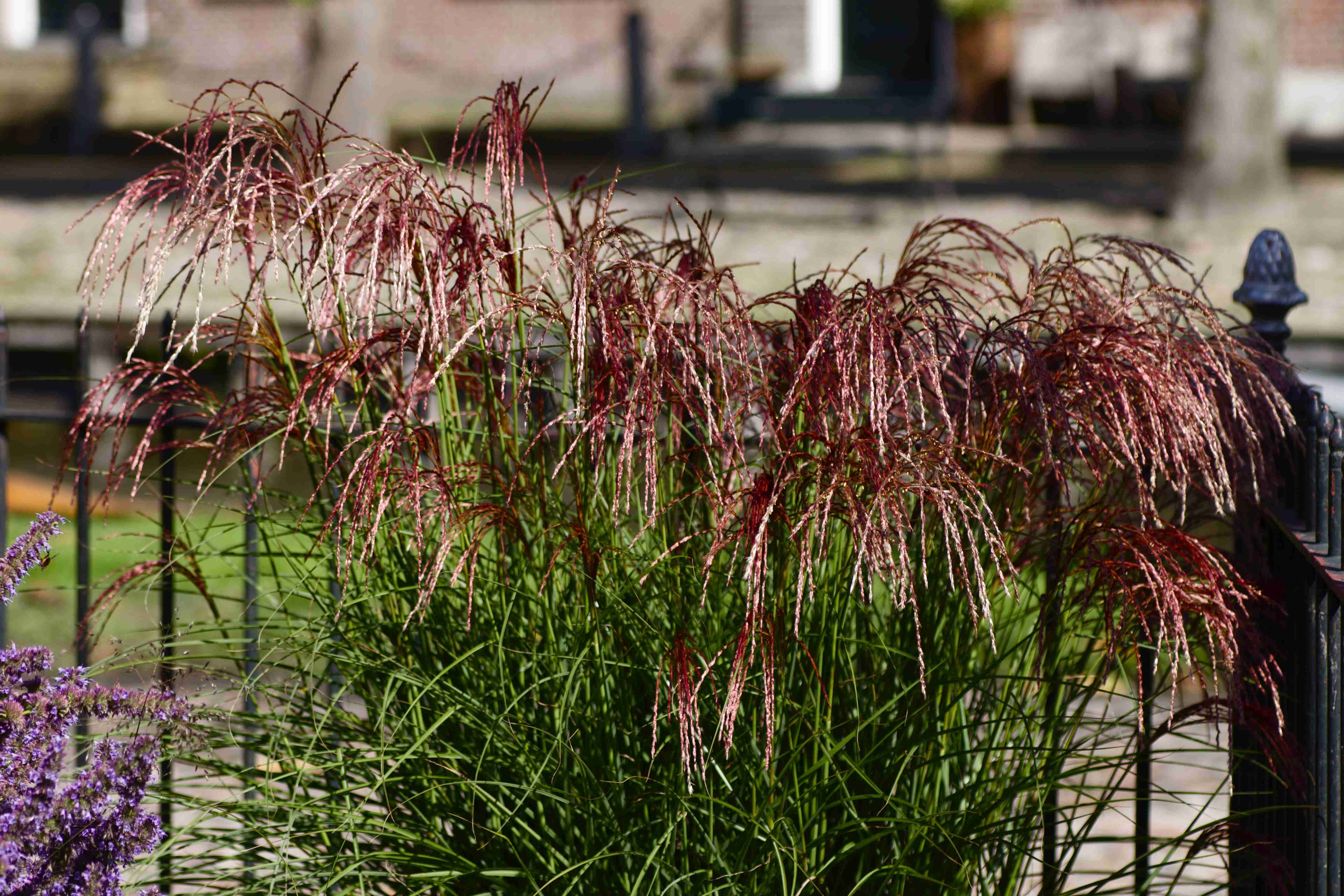 Miscanthus sinensis ‘Red Cloud’