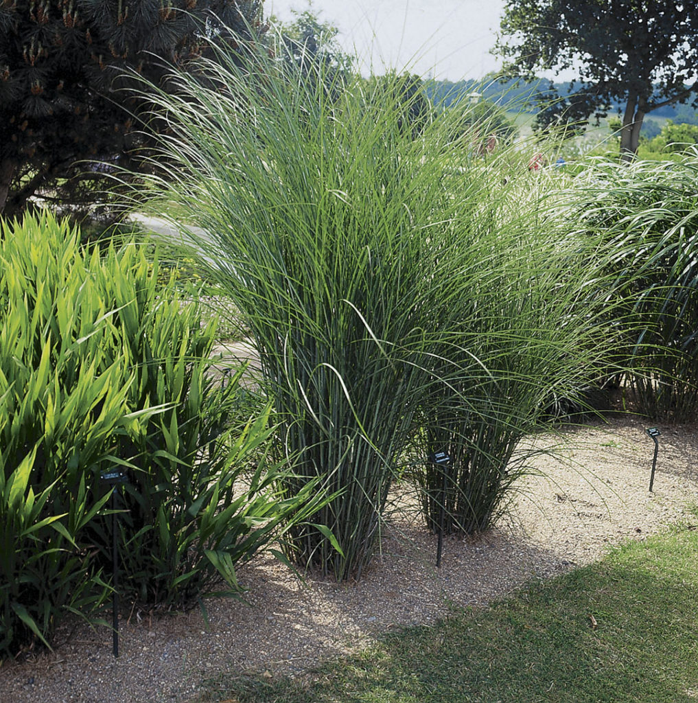 Miscanthus Sinensis ‘Gracillimus’ | Decograsses