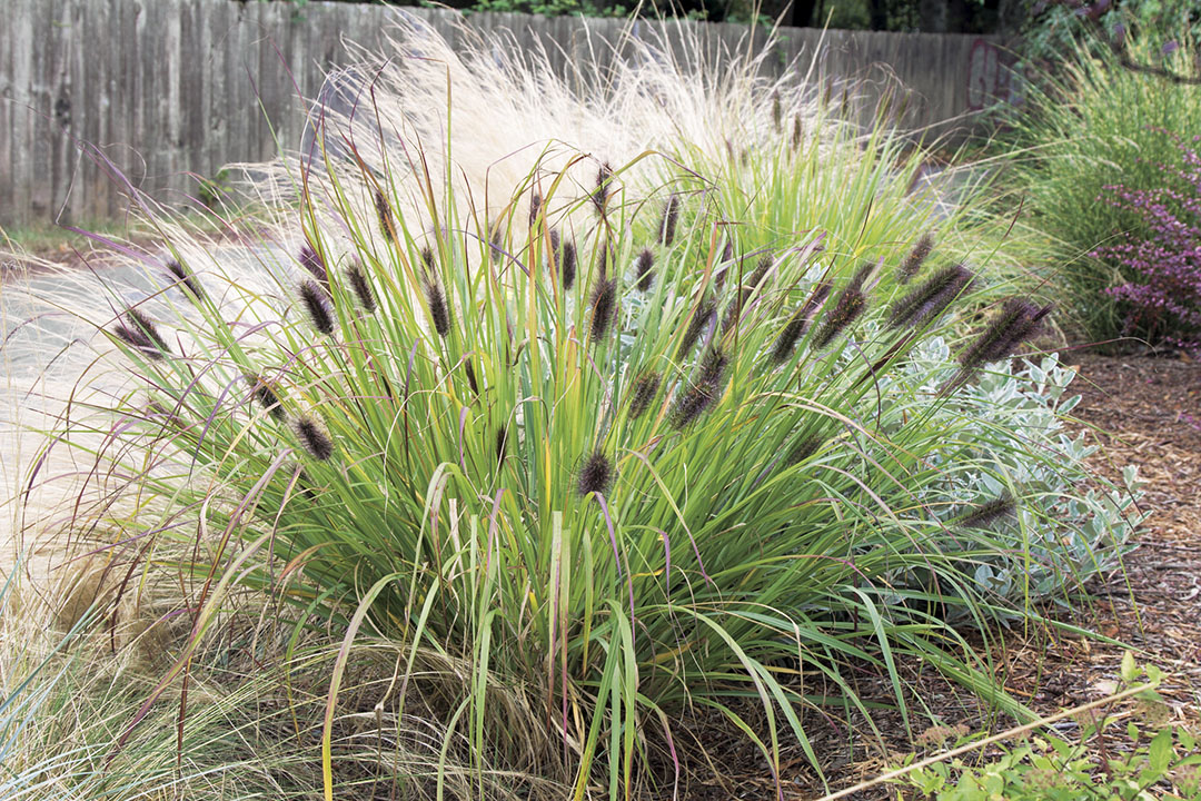 Pennisetum Alopecuroides Moudry | Decograsses